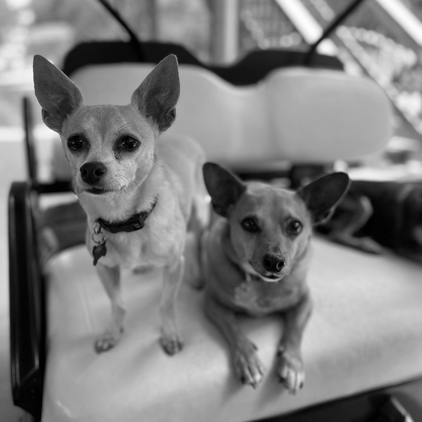 Diesel & Harvey_1361x1361_B&W Rachel's dogs Diesel & Harvey