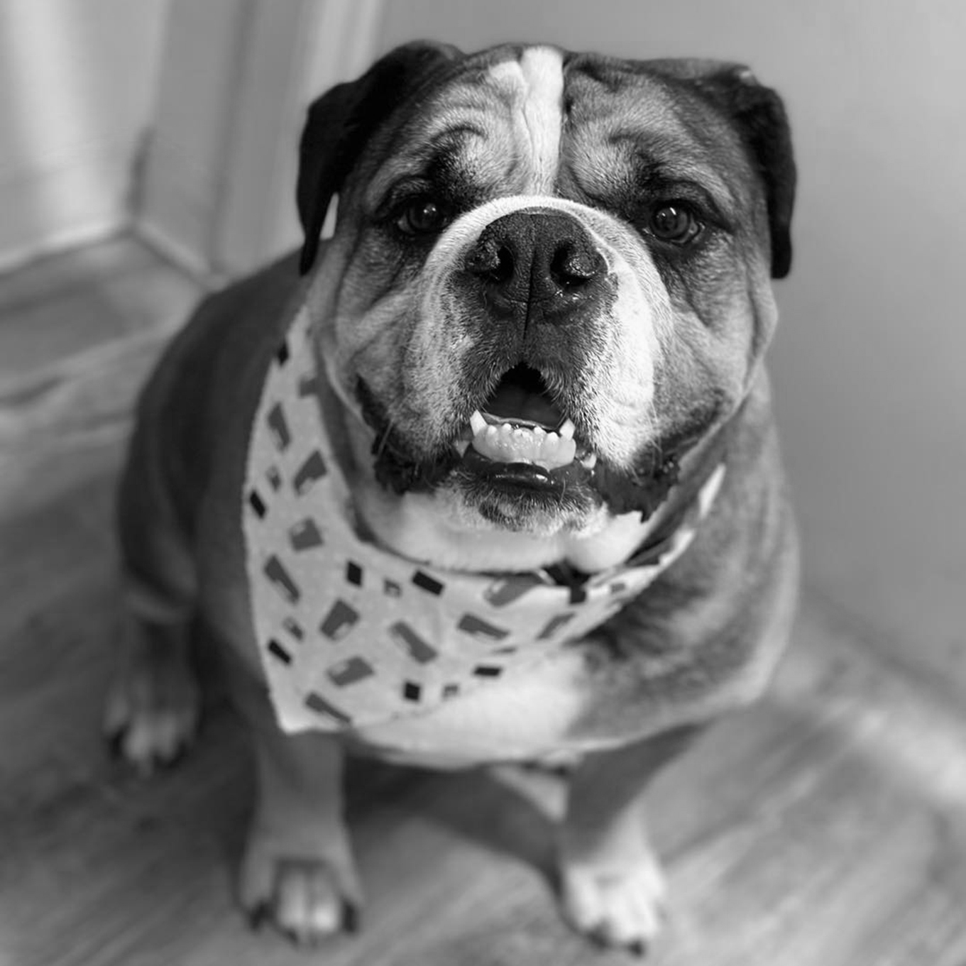 Oakley 4_1361x1361_B&W Angie's dog Oakley